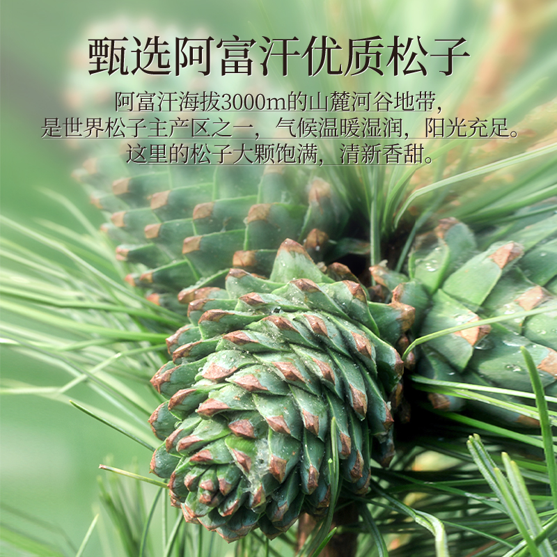 QiaQia Afghans peel pine nuts by hand - Image 3